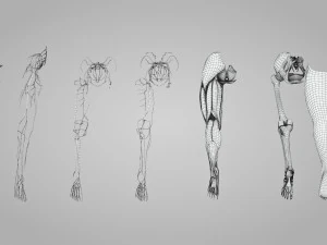 Complete Human leg anatomy 3D Model