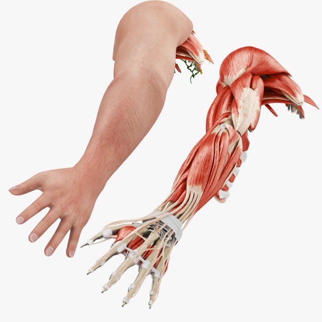 Complete Arm Anatomy Model 3D .c4d .max .obj .3ds .fbx .stl .blend 