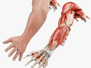 Complete Arm Anatomy 3D 模型
