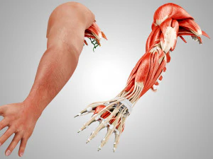 Komplette Armanatomie 3D Modell