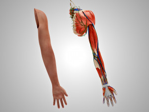Complete Arm Anatomy Model 3D