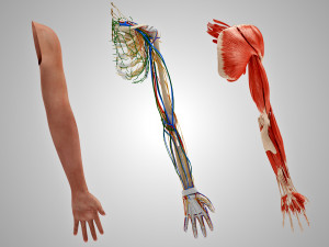 Complete Arm Anatomy Model 3D