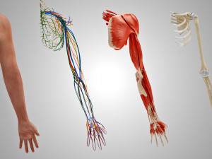 Complete Arm Anatomy Model 3D