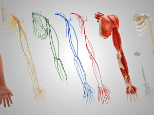 Complete Arm Anatomy Model 3D