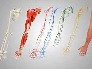 Komplette Armanatomie 3D Modell