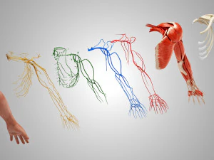 Komplette Armanatomie 3D Modell