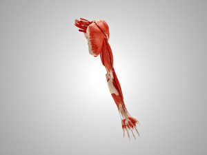 Complete Arm Anatomy Model 3D
