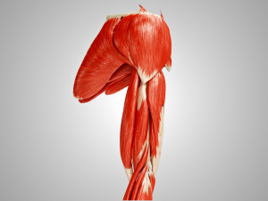 Complete Arm Anatomy Model 3D