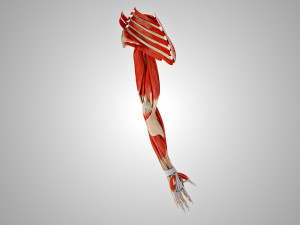 Complete Arm Anatomy Model 3D