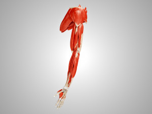 Complete Arm Anatomy Model 3D