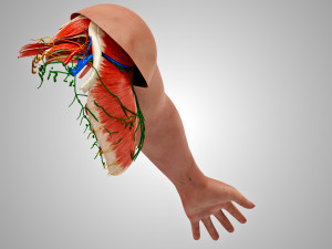 Complete Arm Anatomy Model 3D