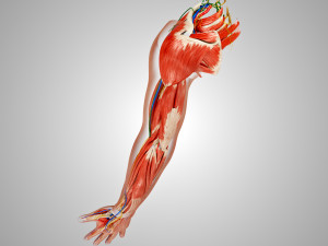 Complete Arm Anatomy Model 3D