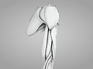 Complete Arm Anatomy Model 3D