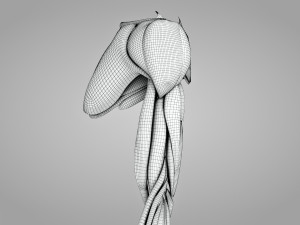 Complete Arm Anatomy Model 3D