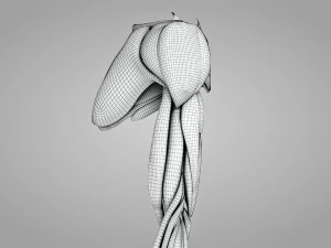 Komplette Armanatomie 3D Modell