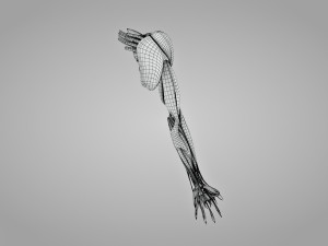 Complete Arm Anatomy Model 3D
