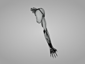 Complete Arm Anatomy Model 3D