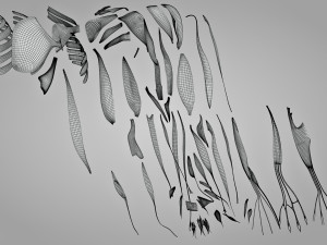 Complete Arm Anatomy Model 3D