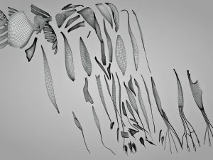 Komplette Armanatomie 3D Modell