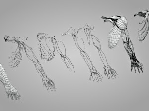 Complete Arm Anatomy Model 3D