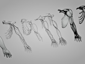 Complete Arm Anatomy Model 3D