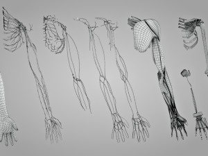 Complete Arm Anatomy Model 3D