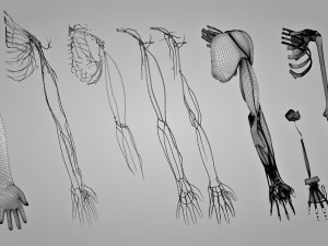 Complete Arm Anatomy Model 3D