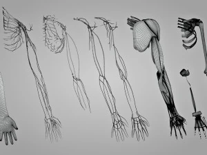 Komplette Armanatomie 3D Modell