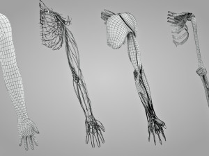 Complete Arm Anatomy Model 3D