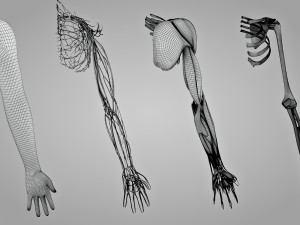 Complete Arm Anatomy Model 3D