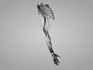 Complete Arm Anatomy Model 3D