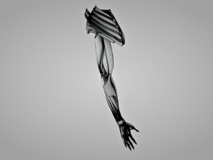 Complete Arm Anatomy Model 3D