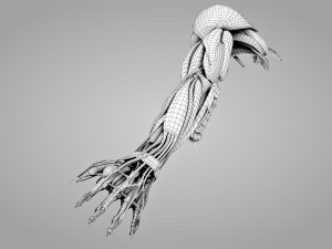 Complete Arm Anatomy Model 3D