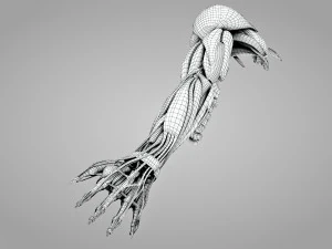 Komplette Armanatomie 3D Modell