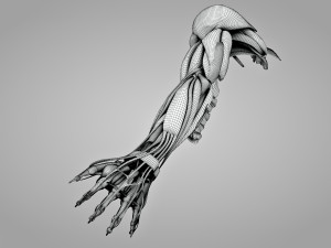 Complete Arm Anatomy Model 3D