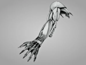 Komplette Armanatomie 3D Modell