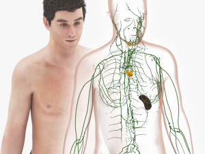 Lymphatic system in body 3D 模型