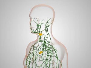 Lymphatic system in body 3D Model