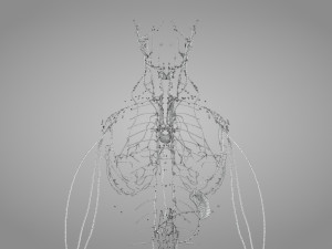 Lymphatic system in body 3D Model