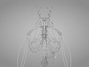 Lymphatic system in body 3D Model