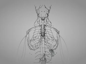 Lymphatic system in body 3D Model