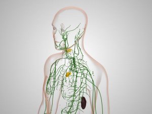 Lymphatic system in body 3D Model