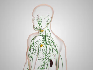 Lymphatic system in body 3D Model