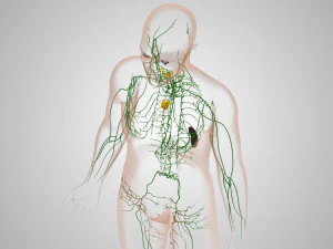 Lymphatic system in body 3D Model