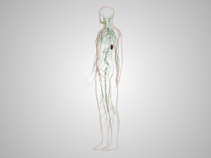 Lymphatic system in body 3D Model