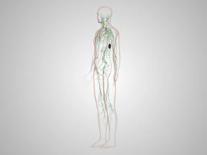 Lymphatic system in body 3D Model