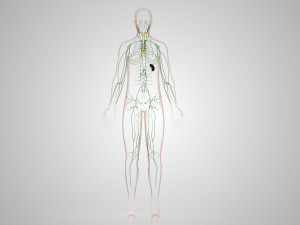 Lymphatic system in body 3D Model