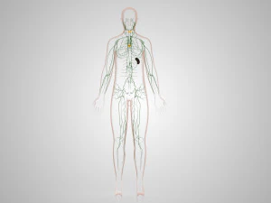 Lymphatic system in body 3D Model