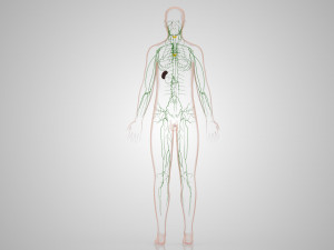 Lymphatic system in body 3D Model