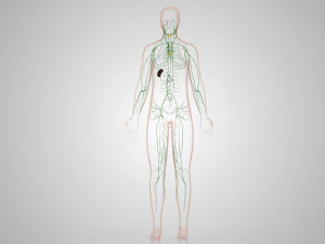 Lymphatic system in body 3D Model
